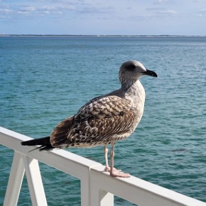 france/hauts-de-france/maison-de-la-baie-de-somme-et-de-l-oiseau