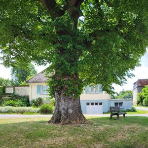 france/hauts-de-france/parfondeval/arbre-de-la-liberte