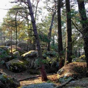 france/ile-de-france/barbizon/foret-de-fontainebleau