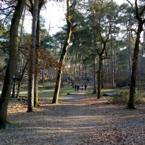 france/ile-de-france/barbizon/foret-de-fontainebleau