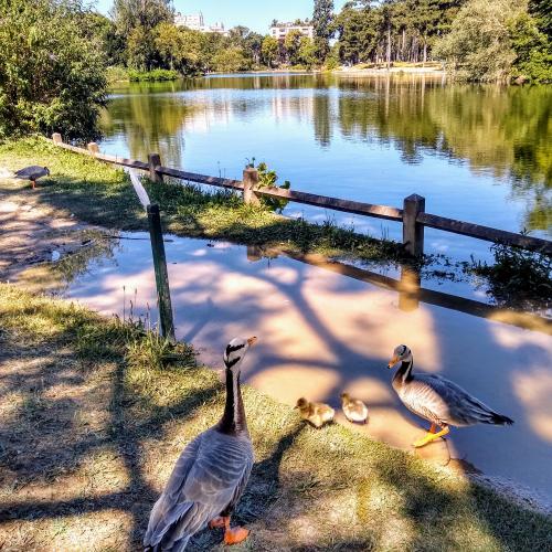 france/ile-de-france/bois-de-boulogne/mare-saint-james