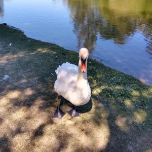 france/ile-de-france/bois-de-boulogne/mare-saint-james