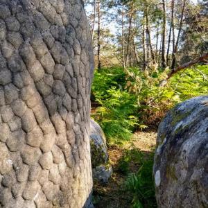 france/ile-de-france/foret-de-fontainebleau/gorges-de-franchard