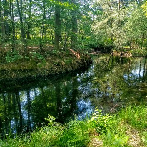 france/ile-de-france/foret-de-fontainebleau/mare-aux-cerfs