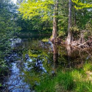 france/ile-de-france/foret-de-fontainebleau/mare-aux-cerfs