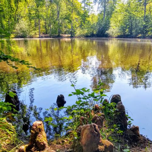 france/ile-de-france/foret-de-fontainebleau/mare-aux-evees