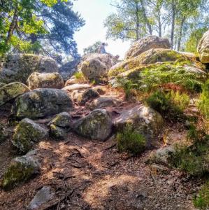 france/ile-de-france/foret-de-fontainebleau/rocher-canon