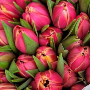 france/ile-de-france/paris/marche-aux-fleurs