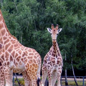 france/ile-de-france/wow-safari-thoiry