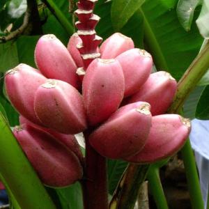 france/la-reunion/jardin-des-parfums-et-des-epices