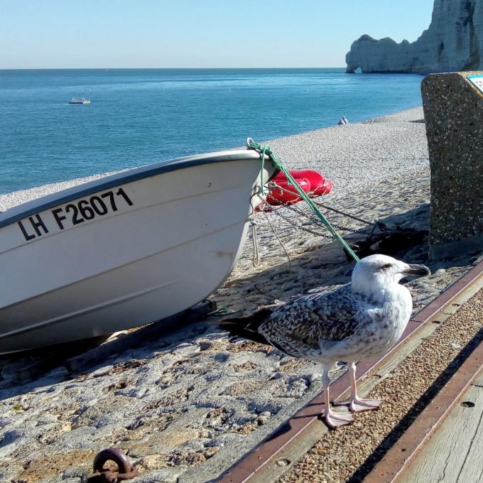 france/normandie/etretat/plage