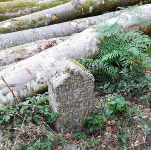 france/normandie/foret-d-ecouves