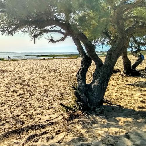 france/nouvelle-aquitaine/audenge/plage-d-audenge