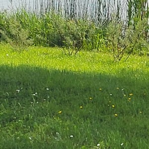 france/nouvelle-aquitaine/gave-d-aspe