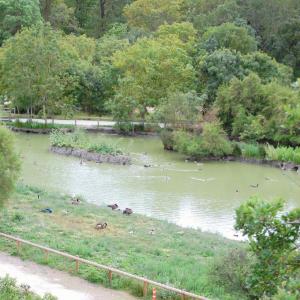 france/nouvelle-aquitaine/ile-d-oleron/le-marais-aux-oiseaux