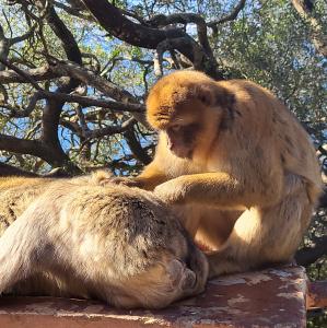 france/nouvelle-aquitaine/la-vallee-des-singes