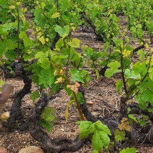 france/nouvelle-aquitaine/lasseube