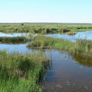 france/nouvelle-aquitaine/le-teich/delta-de-l-eyre