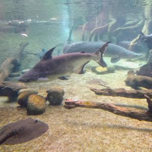 france/nouvelle-aquitaine/limoges/aquarium-de-limoges