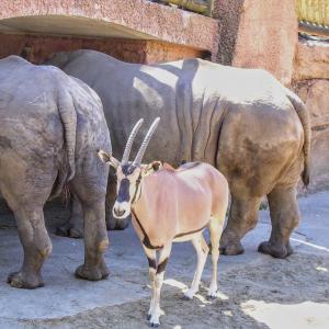 france/nouvelle-aquitaine/zoo-de-la-palmyre