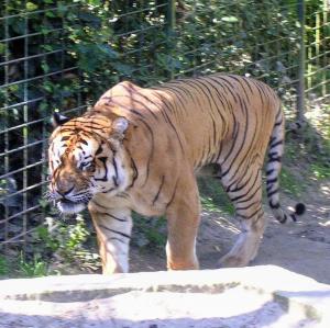 france/nouvelle-aquitaine/zoo-de-la-palmyre