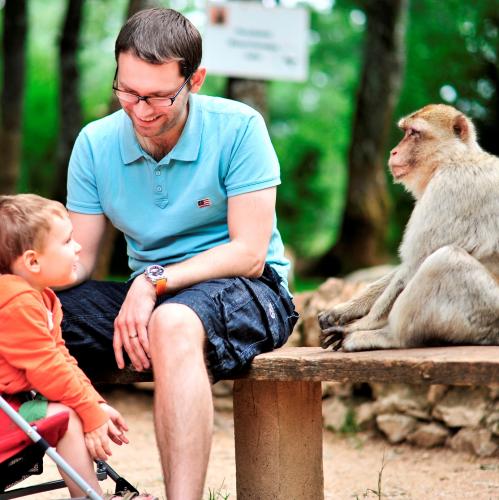 france/occitanie/la-foret-des-singes-de-rocamadour