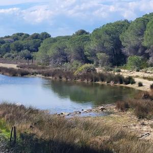 france/occitanie/la-grande-motte/pinede-du-boucanet-etang-du-ponant