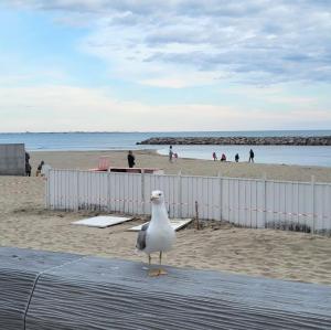 france/occitanie/la-grande-motte/promenade-plage