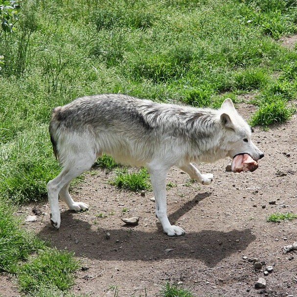 france/occitanie/les-loups-du-gevaudan