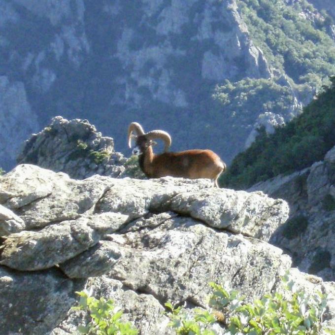 france/occitanie/parc-naturel-regional-du-haut-languedoc