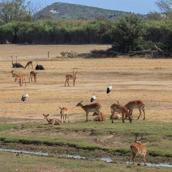 france/occitanie/reserve-africaine-de-sigean