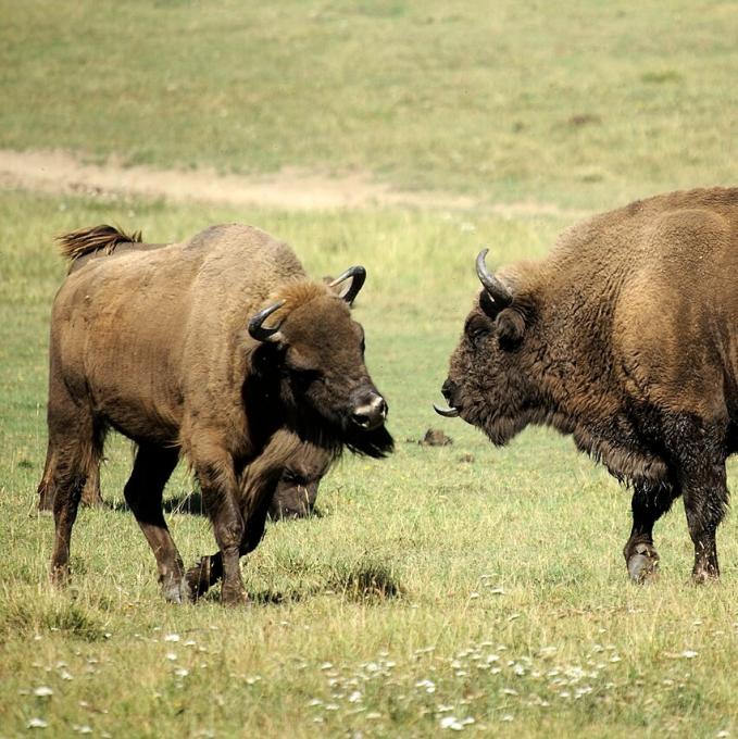 france/occitanie/reserve-des-bisons-d-europe