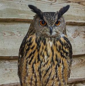 france/occitanie/rocamadour/rocher-des-aigles