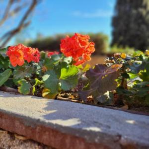 france/occitanie/saint-antonin-noble-val/les-jardins-de-quercy