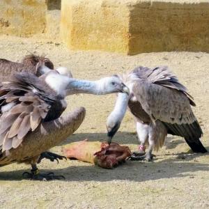 france/pays-de-la-loire/bioparc-de-doue-la-fontaine