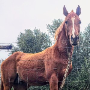 france/pays-de-la-loire/haras-du-lion