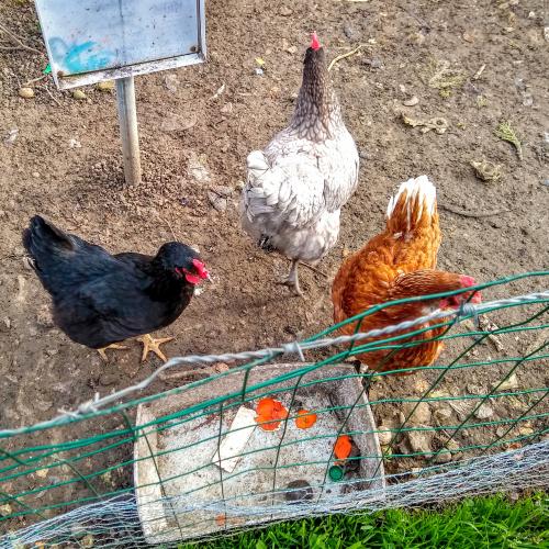 france/pays-de-la-loire/montreuil-bellay/poules