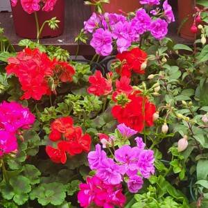 france/pays-de-la-loire/parc-oriental-de-maulevrier