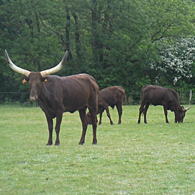 france/pays-de-la-loire/planete-sauvage