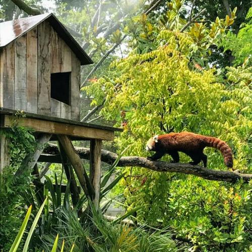 france/pays-de-la-loire/zoo-de-la-fleche