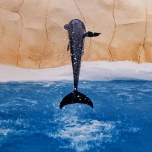 france/provence-alpes-cote-d-azur/antibes/marineland