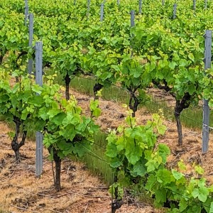 france/provence-alpes-cote-d-azur/chateauneuf-du-pape