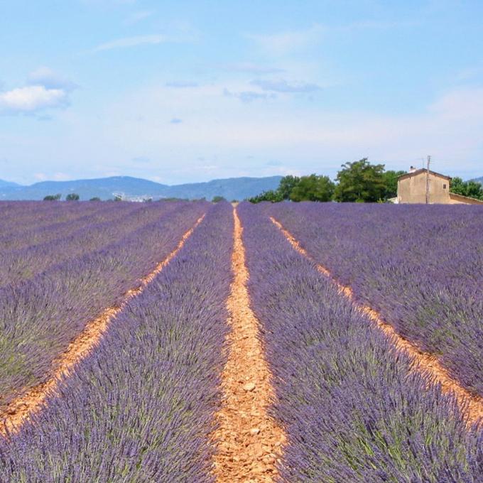 france/provence-alpes-cote-d-azur/plateau-de-valensole