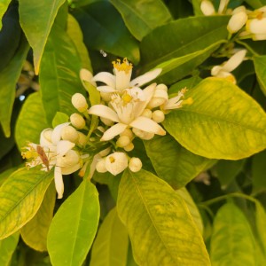 ireland/anne-s-grove-gardens