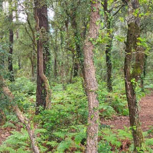 ireland/avondale-wood