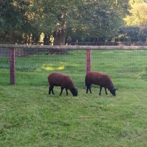 ireland/bunratty-castle-park