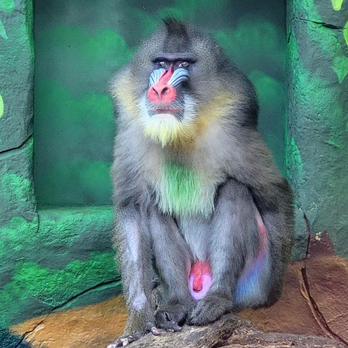 ireland/cobh/fota-wildlife-park