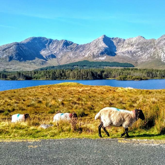 ireland/connemara/killary-harbour