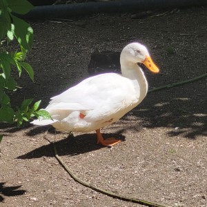 ireland/craggaunowen-centre