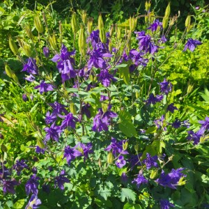 ireland/creagh-gardens